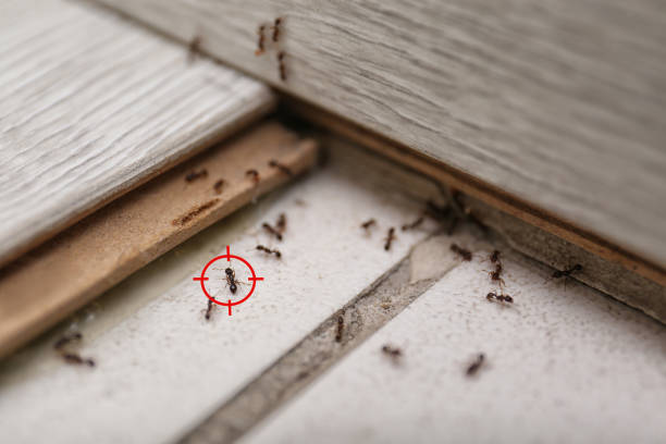 Best Mosquito Control Services  in Fort Meade, MD