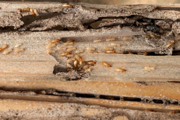 Best Mosquito Control Services  in Fort Meade, MD